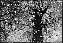 surrealistic_reflections_1-019.jpg